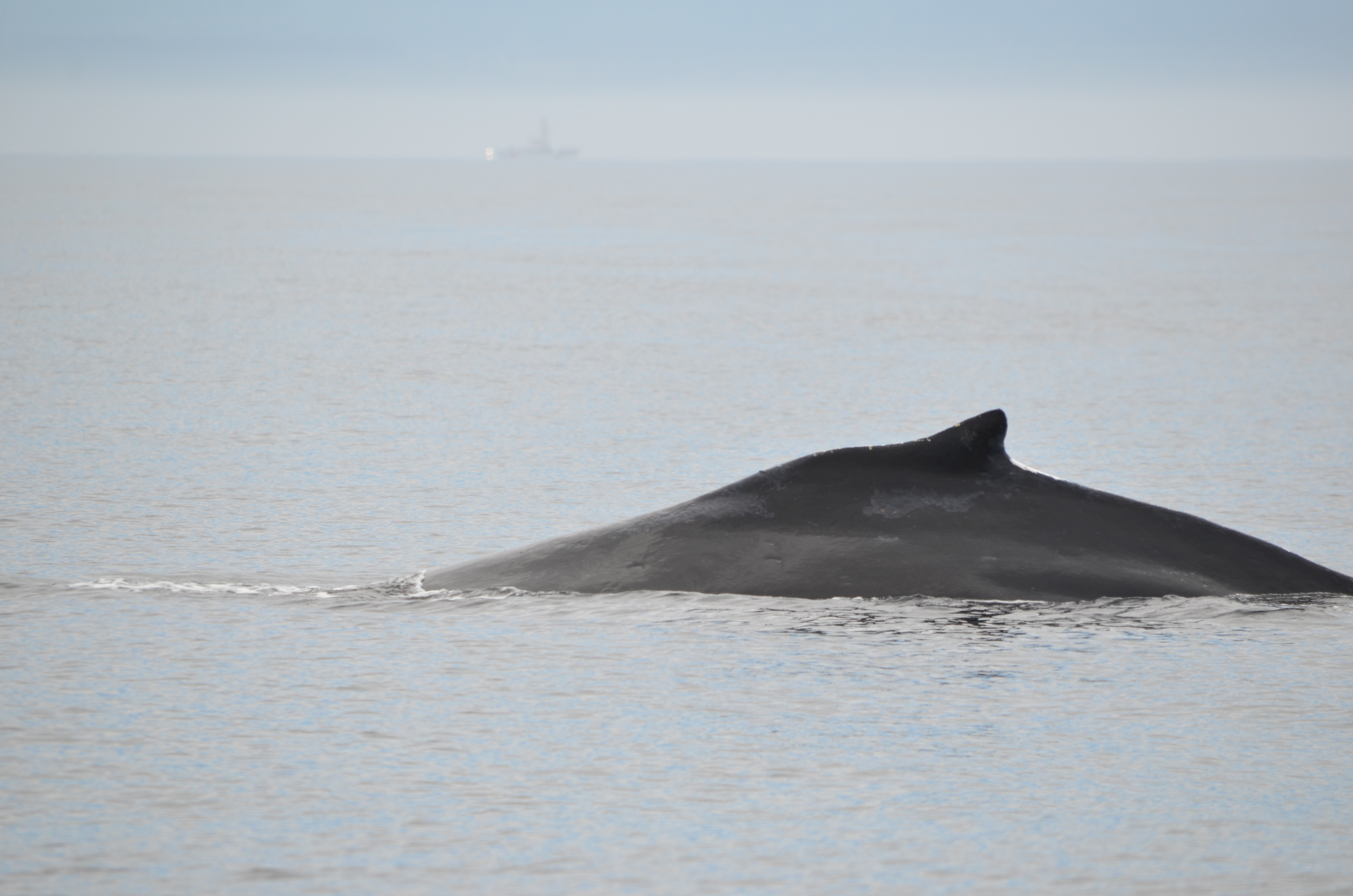 photos/wildlife/Mammal_Species/Humpback Whale/DSC_0049.JPG